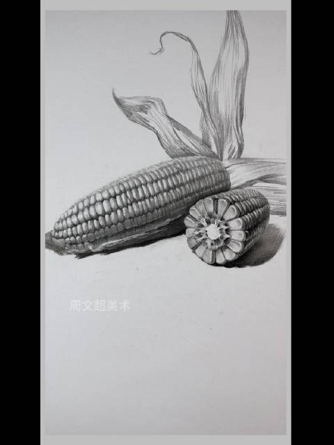 周文超老师素描教学玉米画法