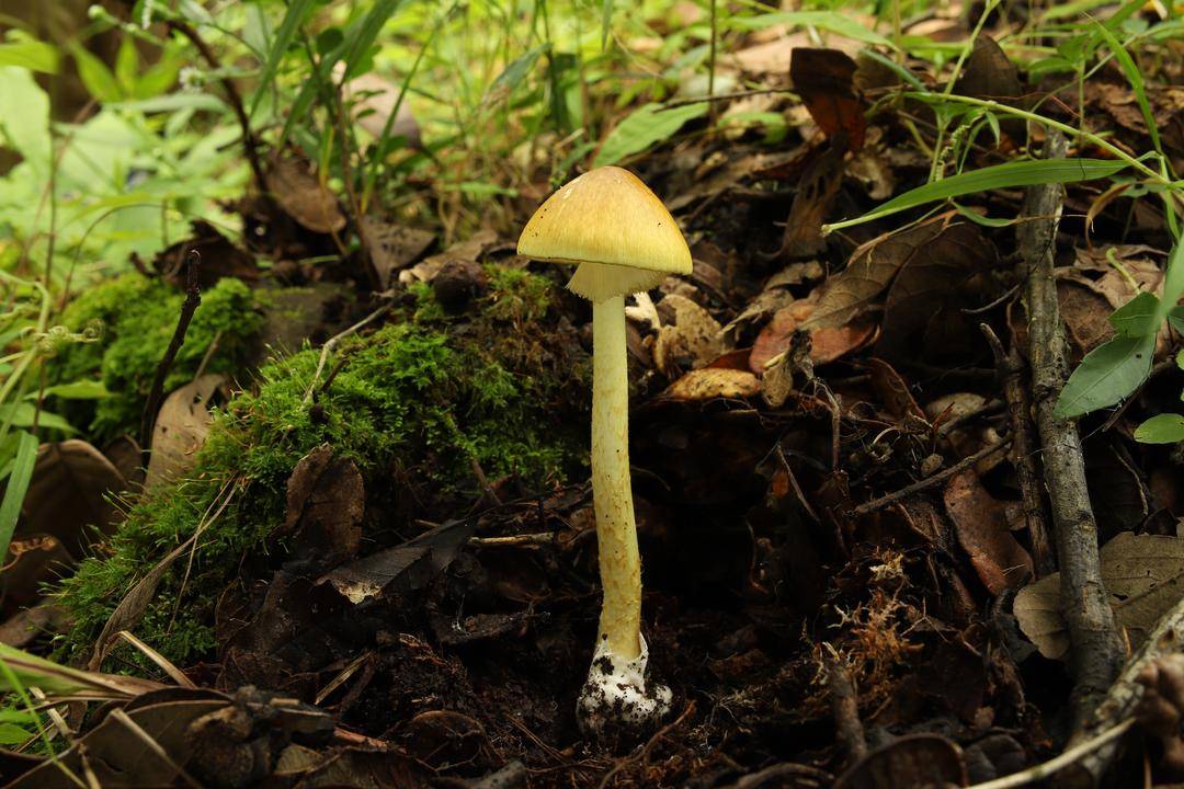 提醒云南常见毒蘑菇图鉴