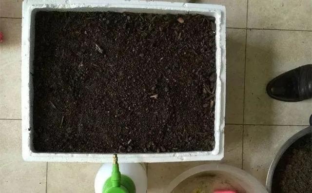 养花买土太费钱2种方法自制营养土养花超级棒