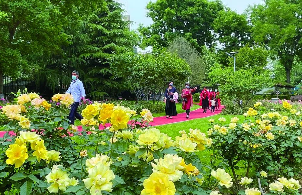 市民在月季公園賞花遊玩.