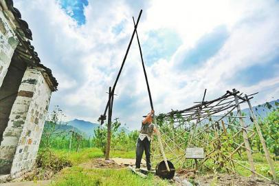村民利用古井桔槔进行汲水灌溉.诸暨市水利局供图