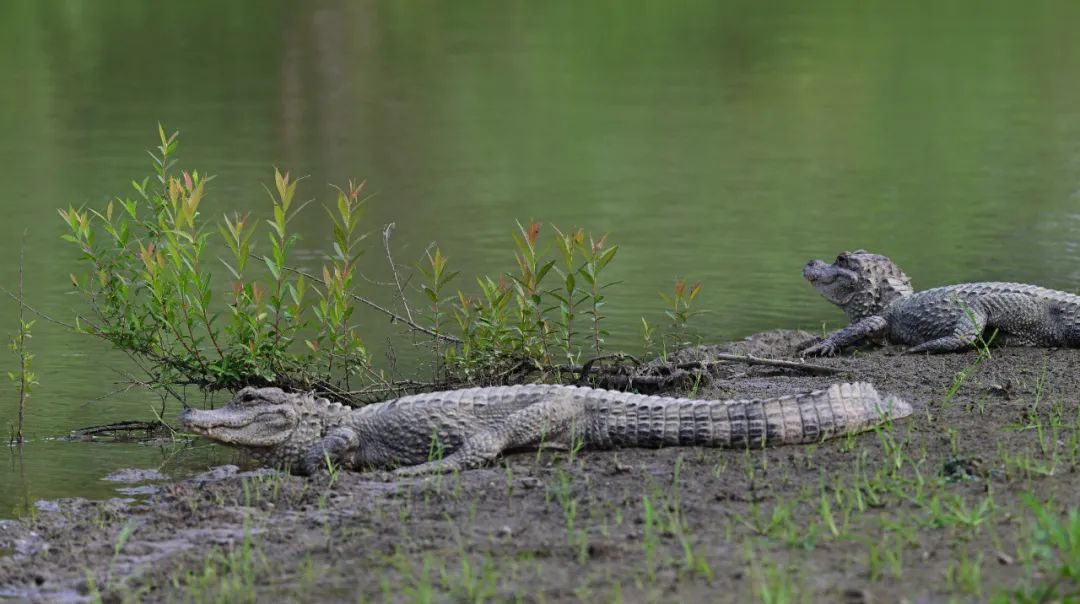 5月9日,在泾县安徽扬子鳄国家级自然保护区核心区中桥片区,野外生存的