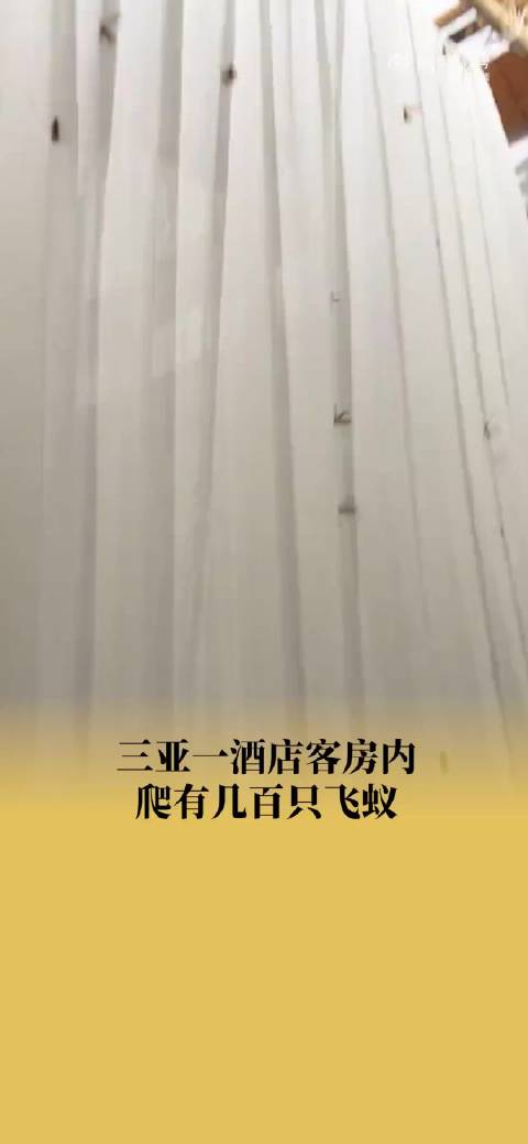 三亚一酒店客房内爬有几百只飞蚁 工作人员：热带雨林有点虫子很正常|三亚市_新浪新闻