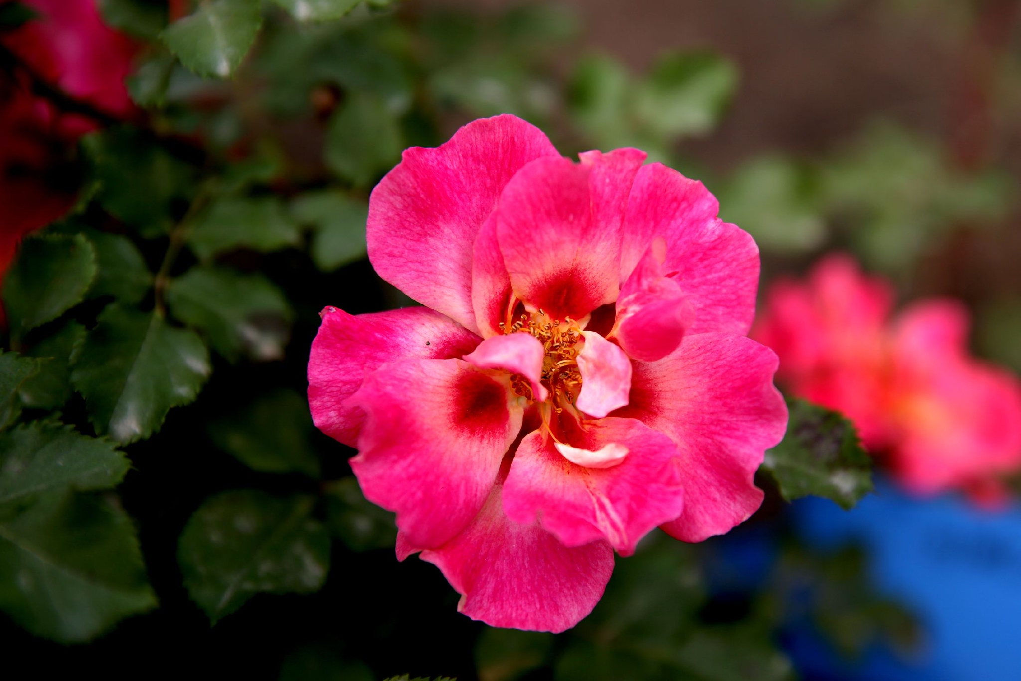 10个月季新品种亮相,将首次拍卖冠名权和所有权