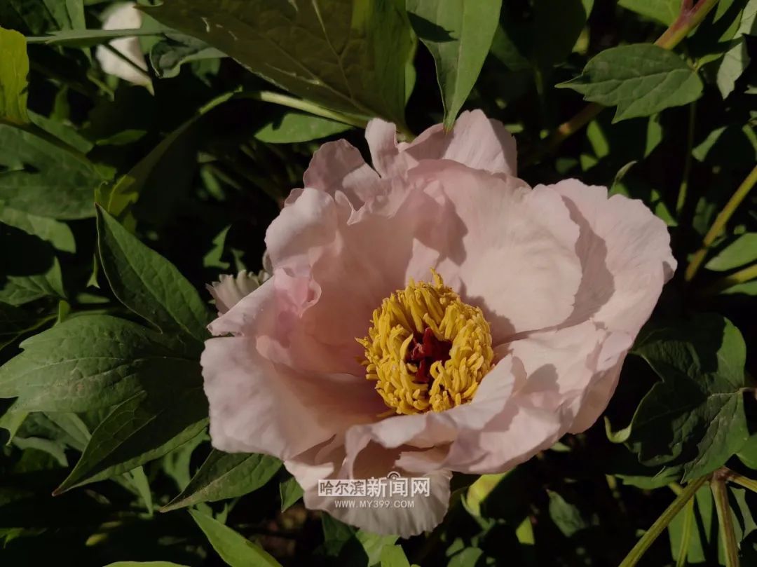 冰城的"花花世界"再添新成员|这里的牡丹开花了,还有它→花期仅一周