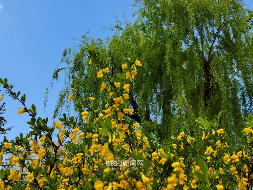 冰城的"花花世界"再添新成员|这里的牡丹开花了,还有它→花期仅一周