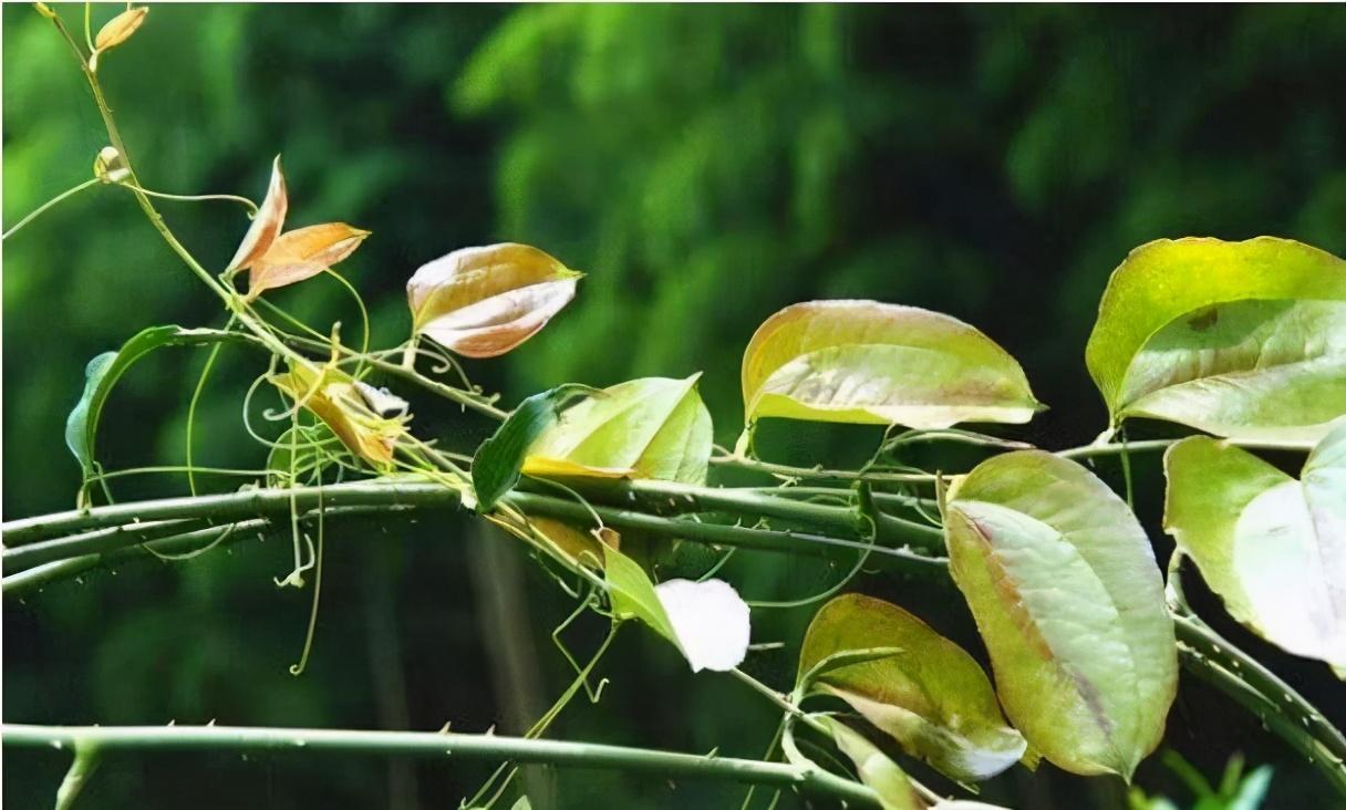 带刺植物金刚藤,嫩茎叶可当野菜吃,药食两用价值高,值得认识它