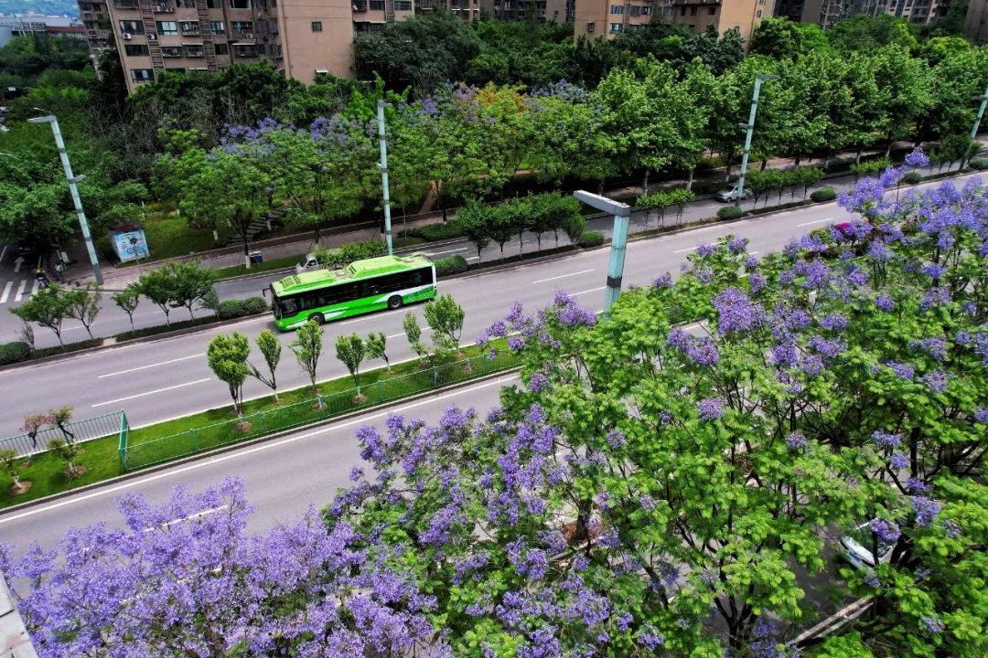 重庆经开区通江大道蓝花楹开放.郭旭 摄