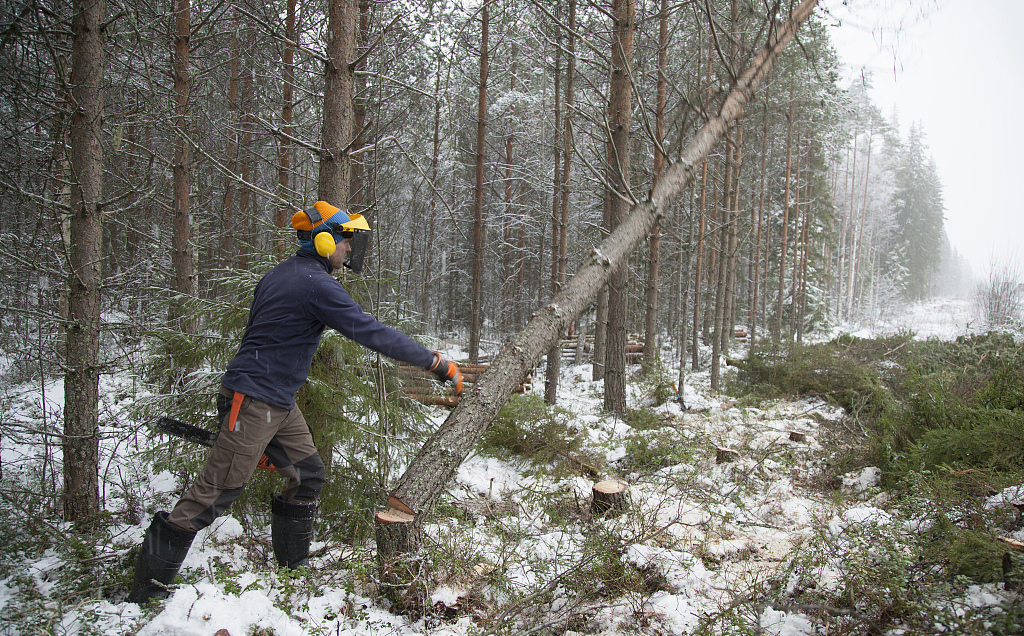 芬兰林场伐木提问:森林和材料行业是息息相关的,两位认为未来的材料会