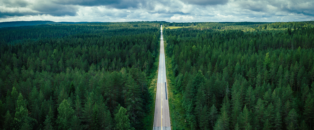 芬兰的森林