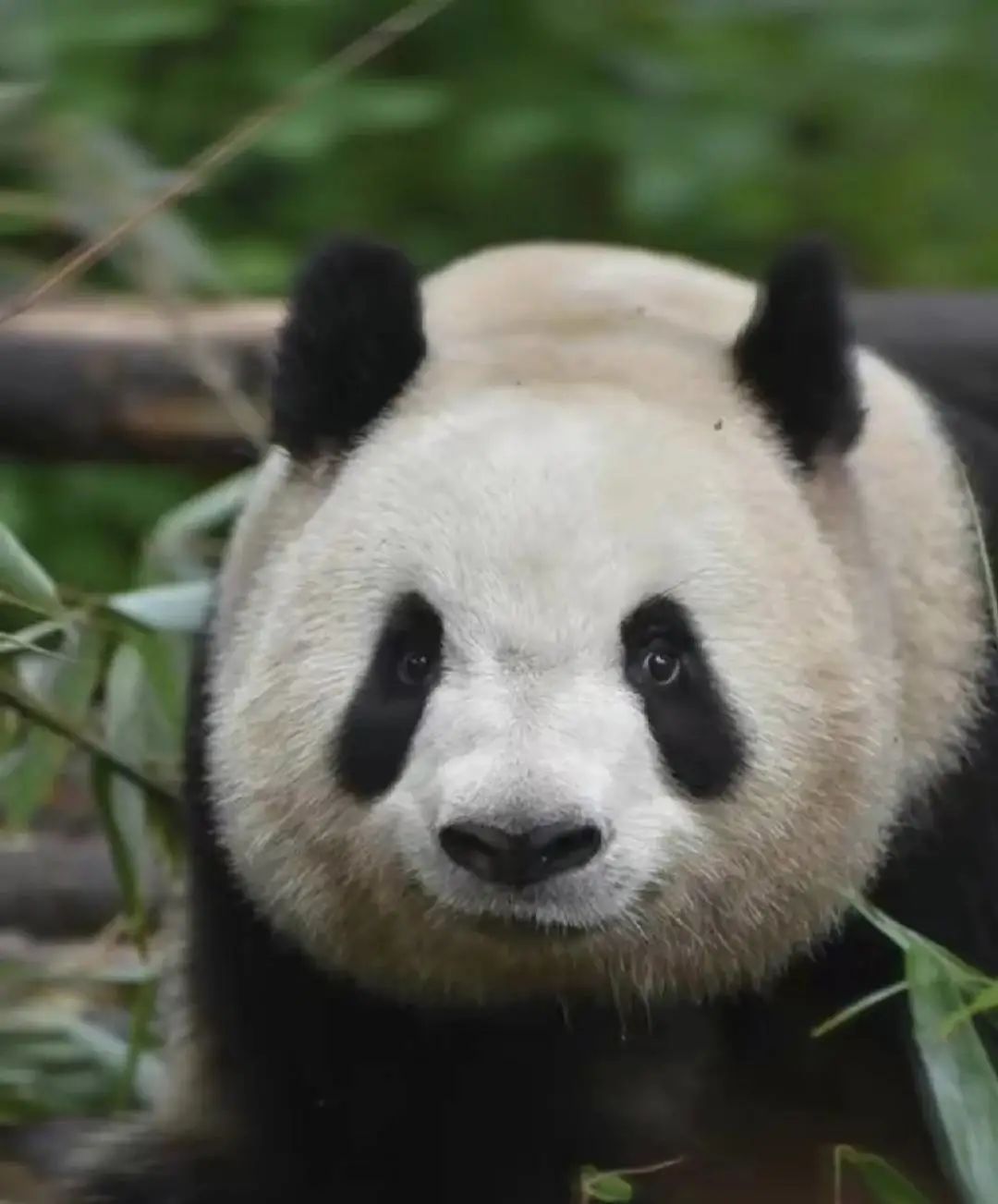 曾经的大熊猫"雅竹" 图据网络