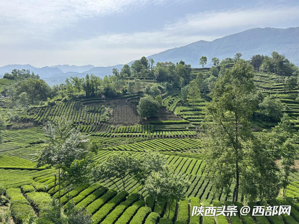 西乡县青翠欲滴的茶园.
