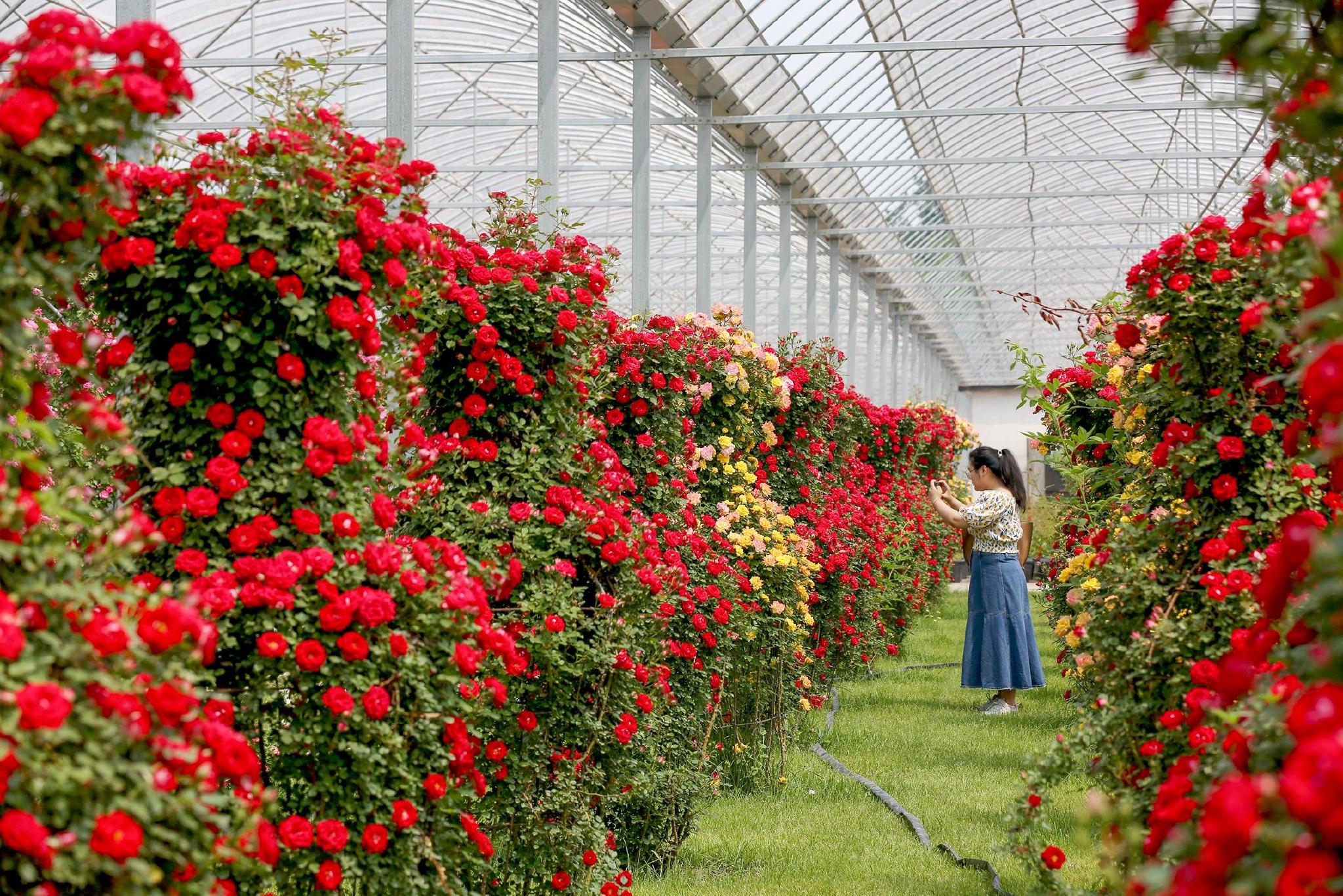 北京月季文化节开幕!