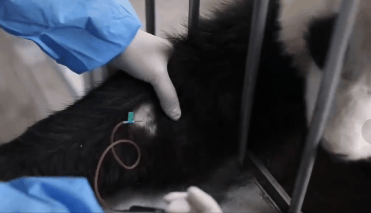 △熊猫采血（资料图）