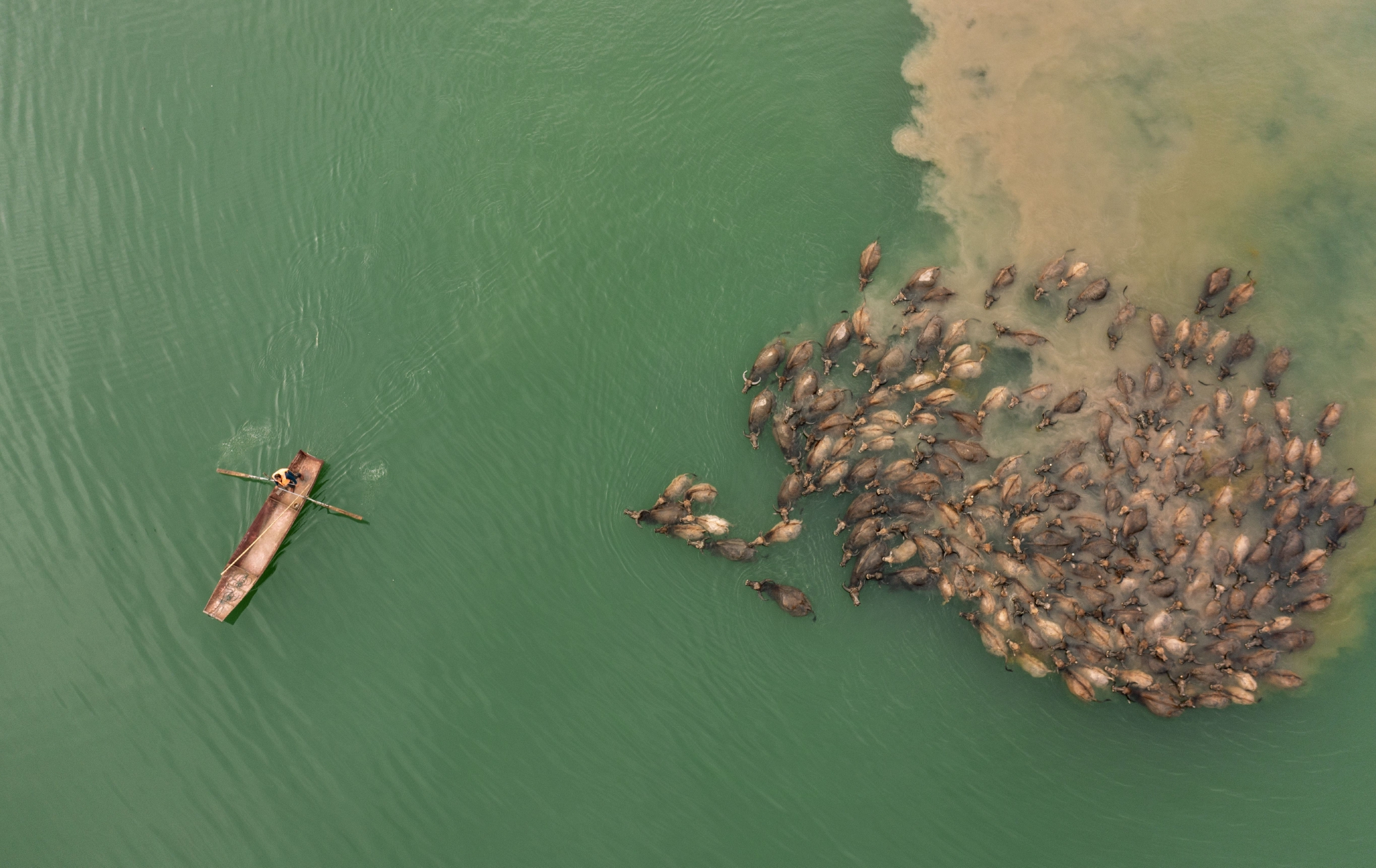 5月13日,在南充市蓬安县相如镇油房沟村嘉陵江段,成群结队的水牛渡江