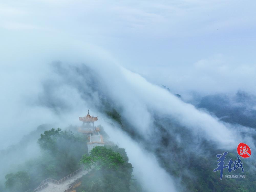 上近日來溫差變化稍大,韶關丹霞山風景區5月14日再現大規模的雲海奇觀