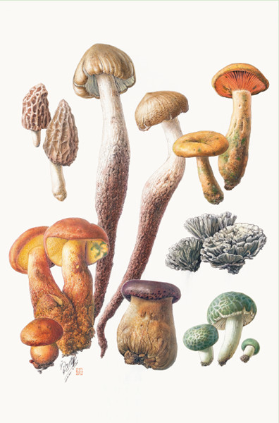读书 | 21个烟火故事，近60幅名家博物画，《菌中毒》： 余华读后想在5月“去有风的地方”(烟火故事原型)