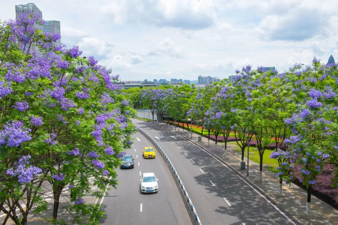 重庆街头盛开的蓝花楹.