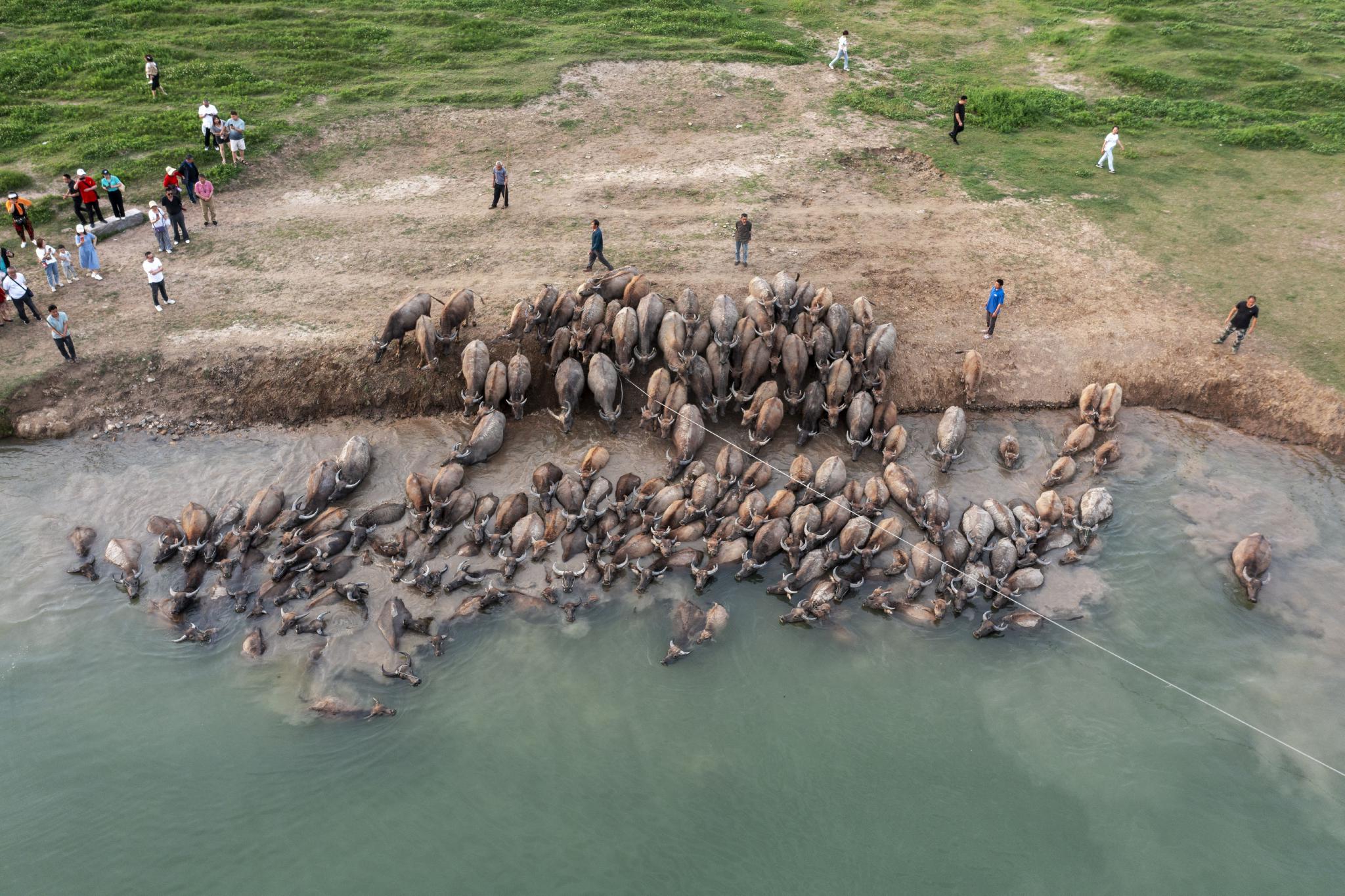 在南充市蓬安县相如镇油房沟村嘉陵江段,游客观看牛群渡江上岸(无人机