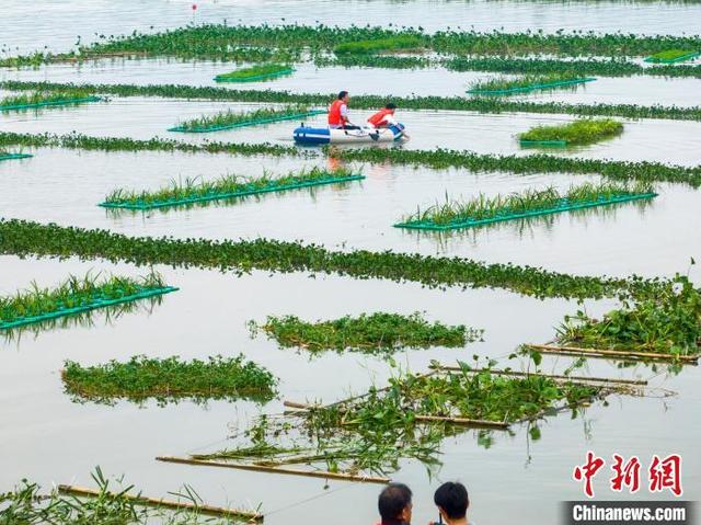 航拍广西内河最大人工鱼巢 面积堪比6个足球场__财经头条