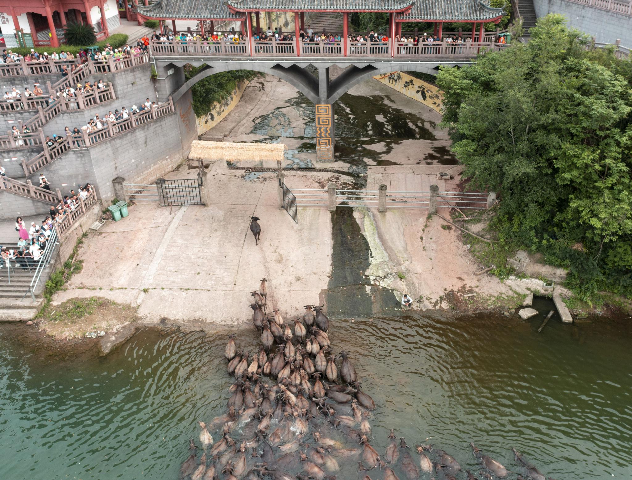 5月13日,在南充市蓬安县相如镇油房沟村嘉陵江段,游客观看牛群渡江