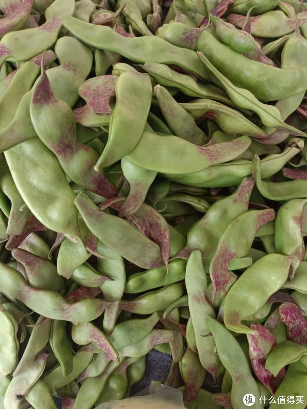 龙须豆:豆中之王的独特之处__财经头条