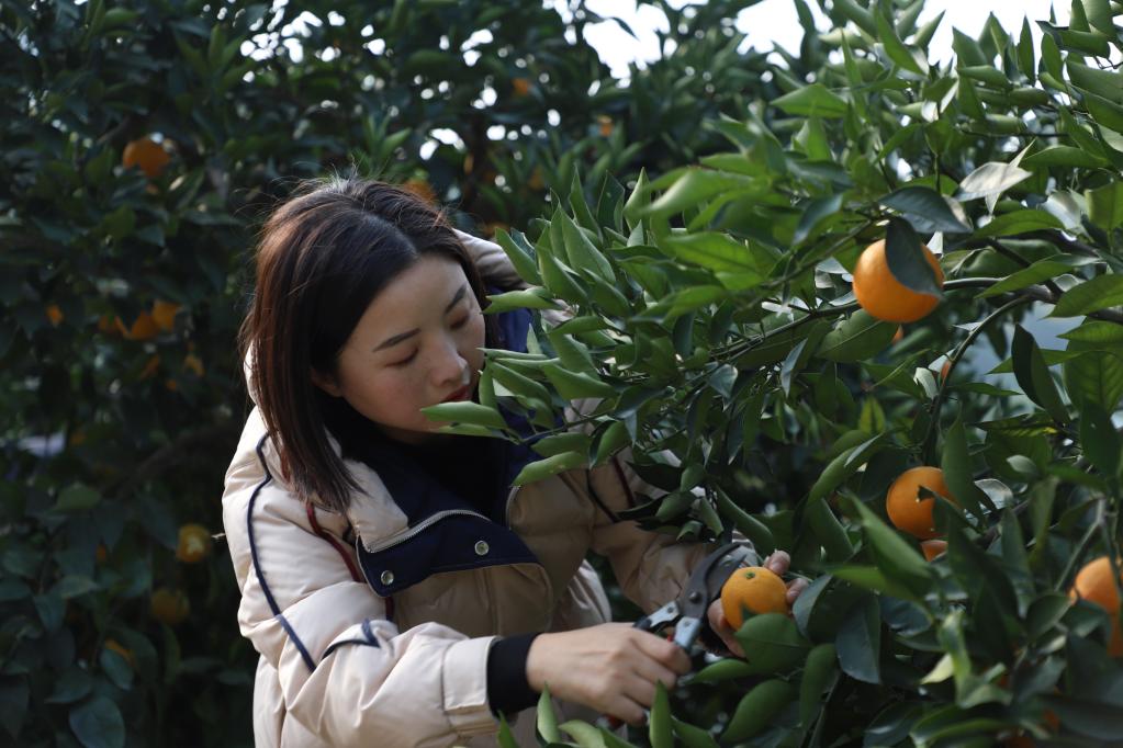 邓小燕查看资中血橙长势.