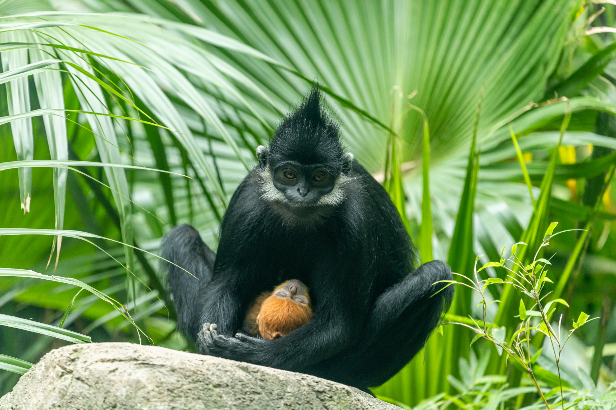 黑叶猴妈妈怀抱宝宝.