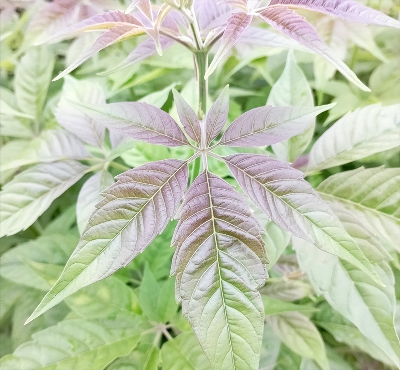 黄荆全身都是宝尤其是罕见的七叶黄荆不可多得价值珍贵见过吗