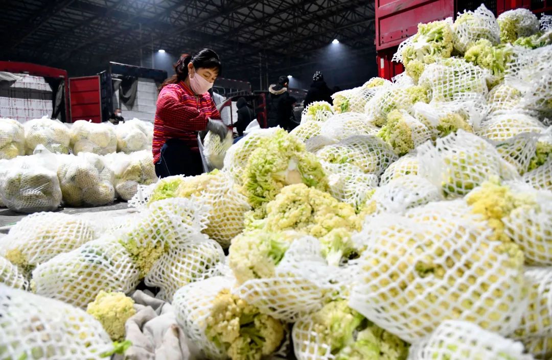 菜农在寿光农产品物流园整理蔬菜 郭绪雷 摄