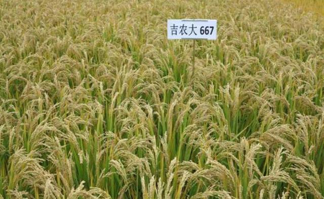 吉林农业大学水稻品种"吉农大667"再获金奖|吉林农业大学_新浪财经
