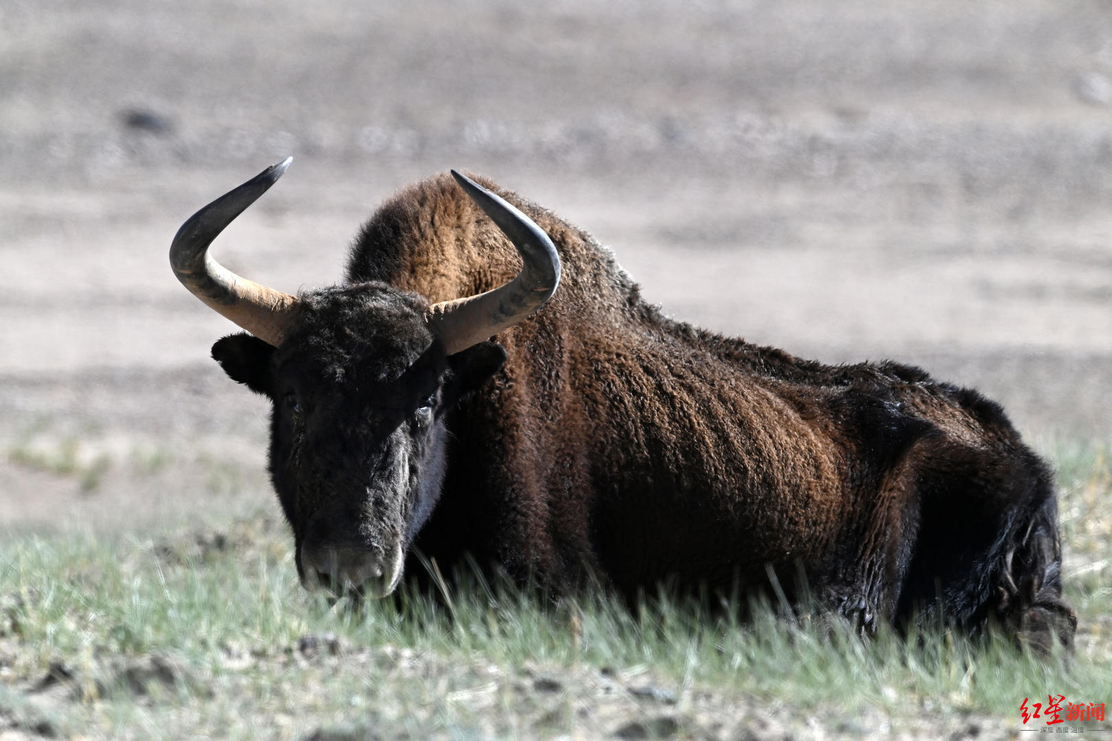 团伙在可可西里猎捕12头野牦牛,7人获刑