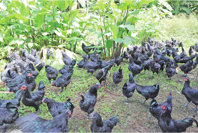 山沟沟里飞出黑凤凰盐津乌骨鸡登陆全国多地市场