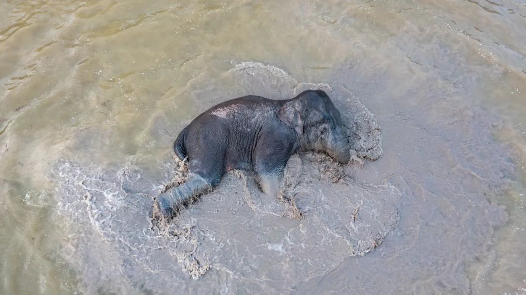 一头野象在云南省西双版纳州景洪市大渡岗乡大荒坝村一处鱼塘里“洗澡”（5月9日摄，无人机照片）。新华社记者 胡超 摄
