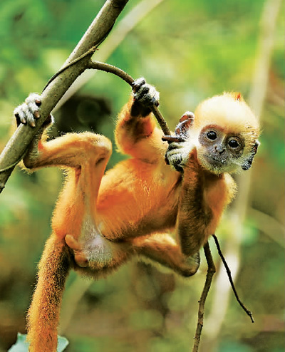 白头叶猴幼仔.吴世军摄