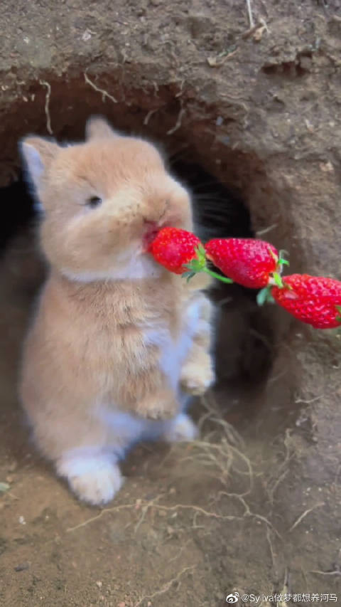 爱吃草莓的小兔子