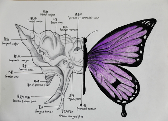 当医学解剖图撞上艺术美|医学_新浪财经_新浪网