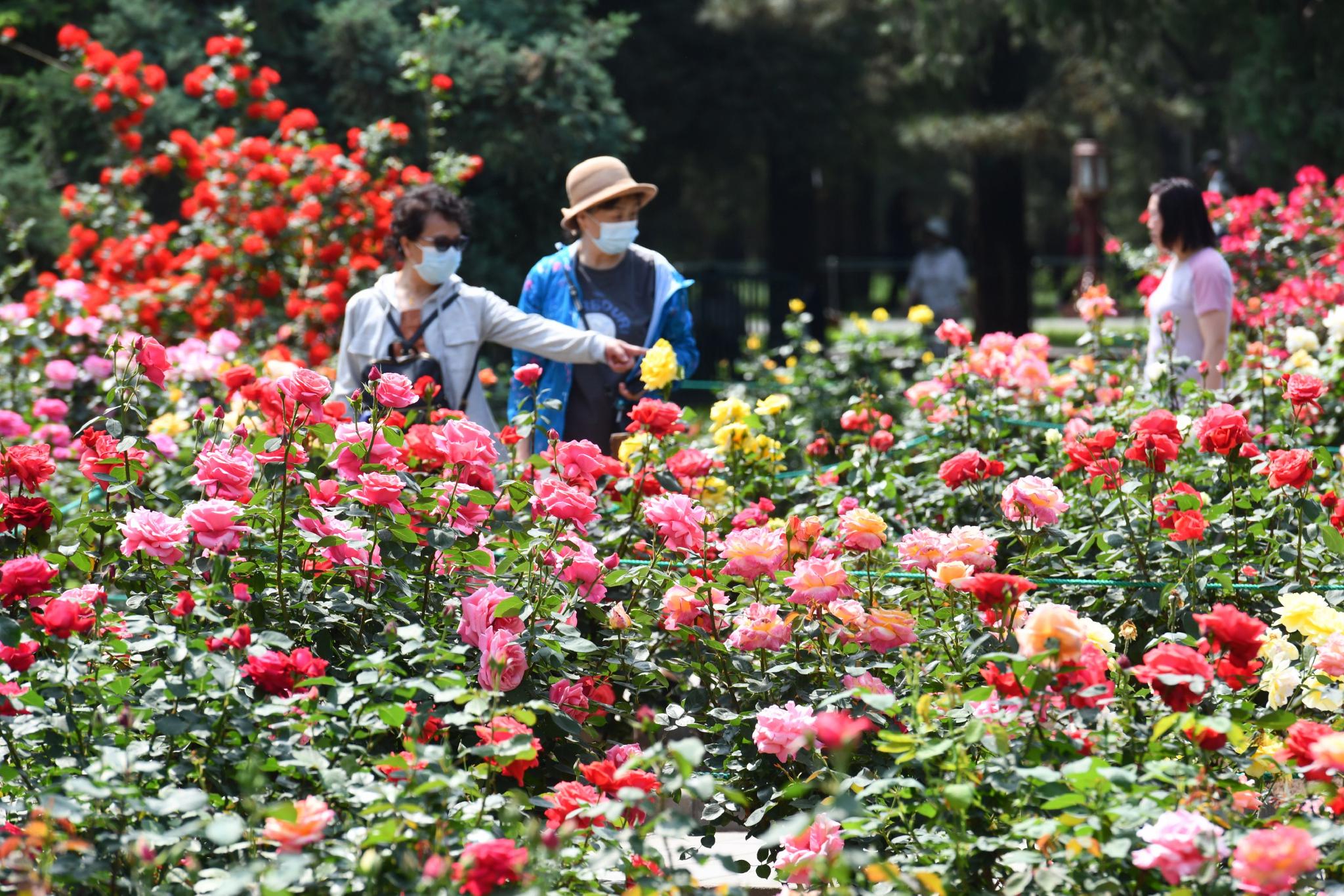 天坛公园第42届月季花展来了!