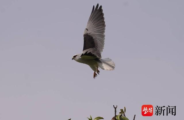 南京江北滨江边,又现珍稀鸟黑翅鸢|南京市_新浪财经_新浪网