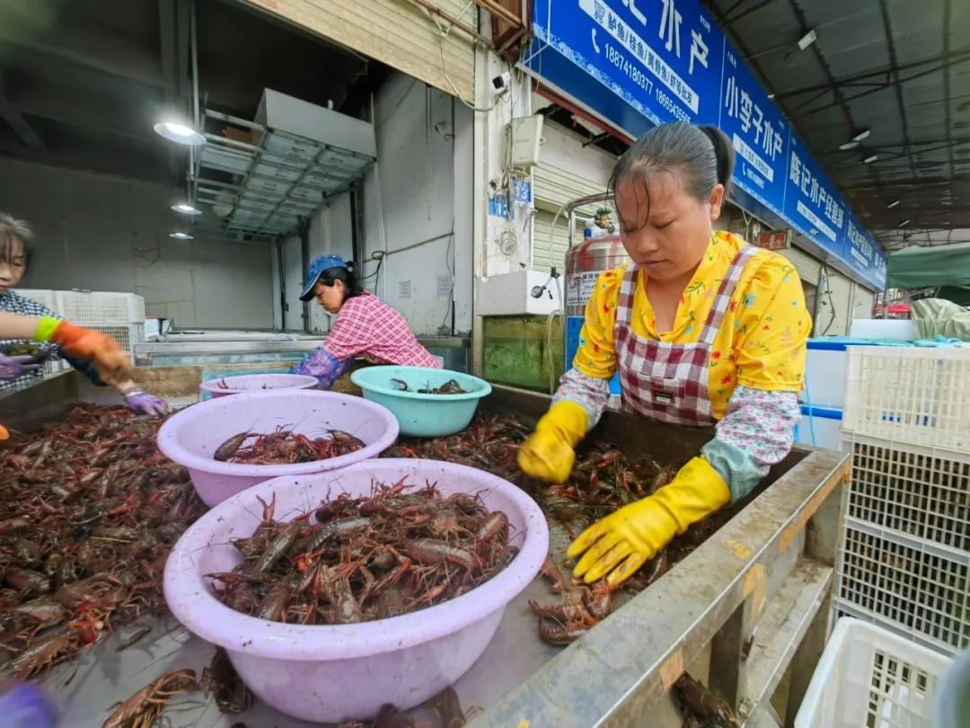 市场里,选虾工正在分拣小龙虾.刘捷萍摄