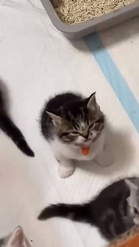 好凶的小猫咪!|猫_新浪新闻