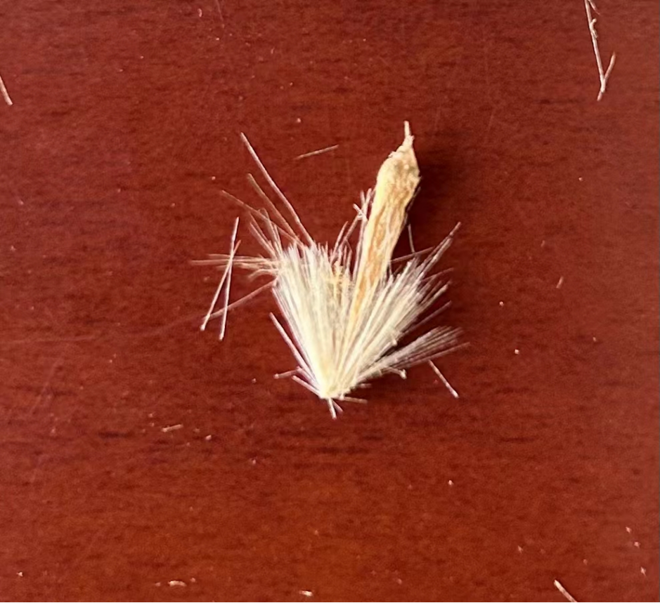 让"法桐"不再飞毛的逐梦人|华农_新浪财经_新浪网