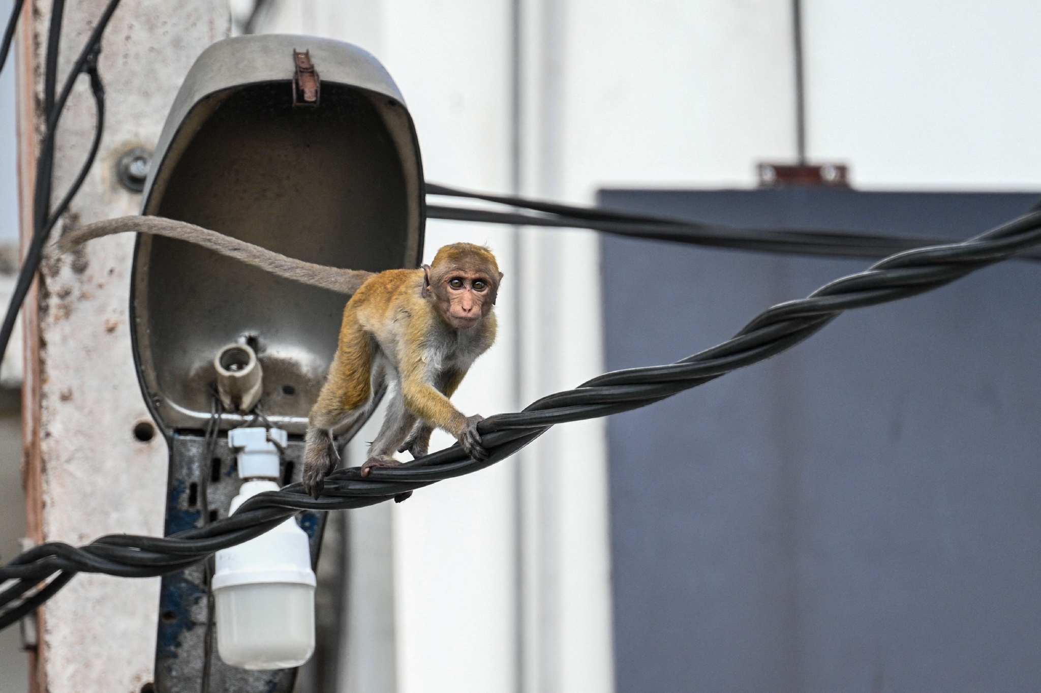 斯里兰卡电线杆上的猴子
