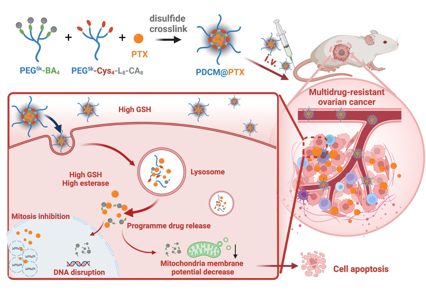 紫杉类药物纳米级药物递送系统载体稳定性差破题68
