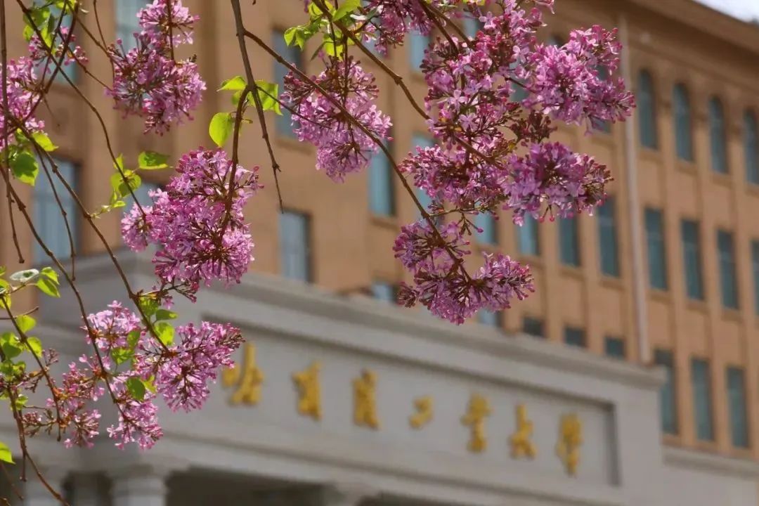 丁香花是哈工大"带香味的名片",每年丁香花开也让校园里充满了浪漫