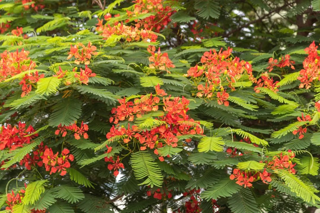 凤凰木.图库版权图片,不授权转载