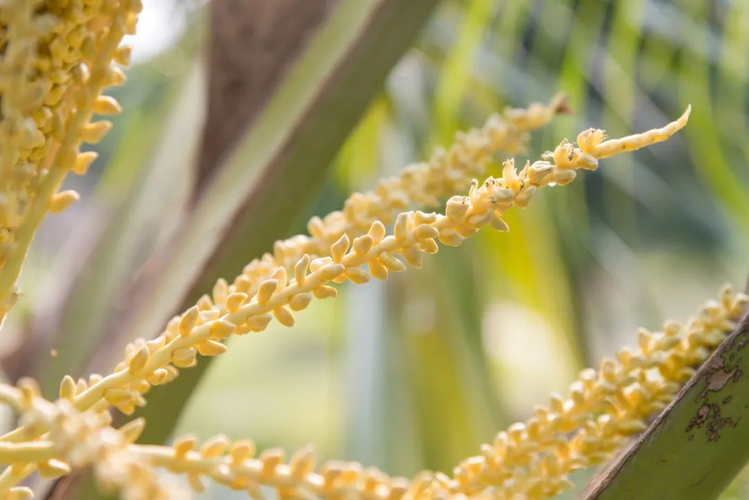 椰子花.图库版权图片,不授权转载
