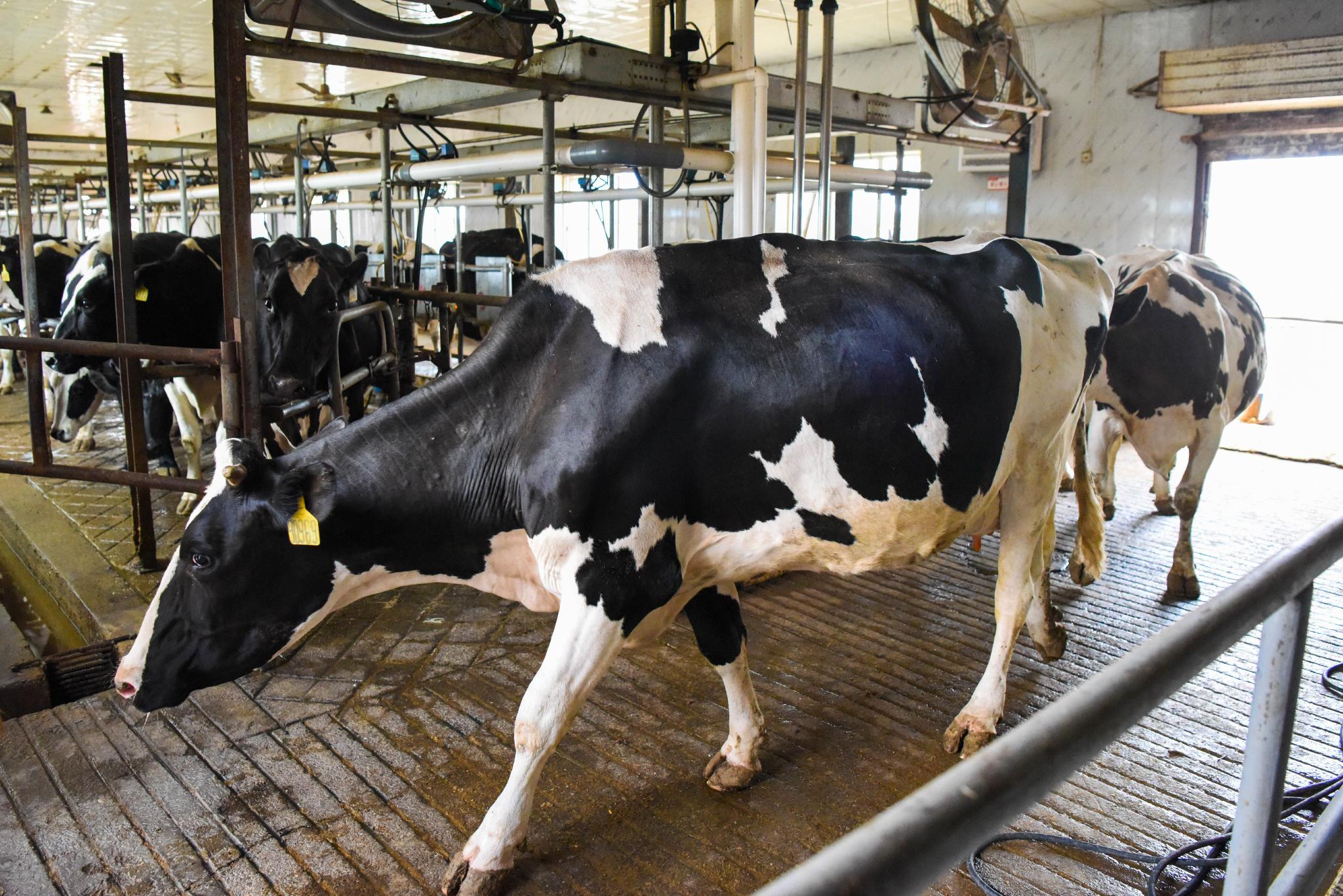 在新疆伊宁市巴彦岱镇奶牛养殖场,挤完奶的奶牛排队走出挤奶厅(5月19