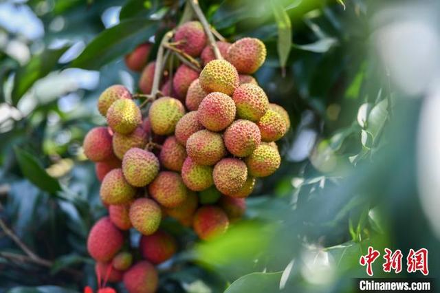 图为海南省海口市三门坡镇荔海共享农庄,一串成熟的荔枝挂在枝头.