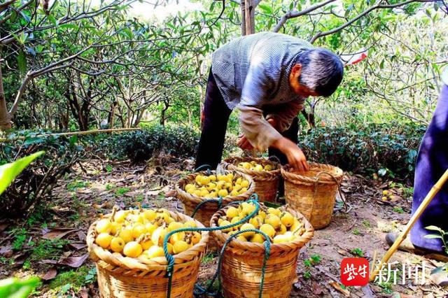 西山枇杷采摘：探寻自然与甜蜜的交融